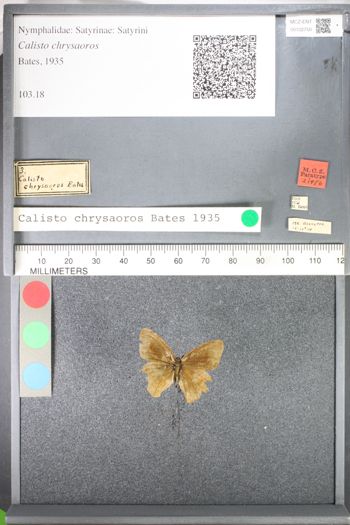 Media type: image;   Entomology 102750